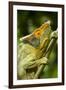 Parsons Chameleon, Madagascar-Paul Souders-Framed Premium Photographic Print