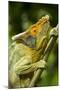 Parsons Chameleon, Madagascar-Paul Souders-Mounted Premium Photographic Print