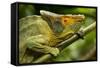 Parsons Chameleon, Madagascar-Paul Souders-Framed Stretched Canvas