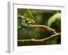 Parsons Chameleon, Madagascar-Paul Souders-Framed Premium Photographic Print