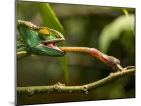 Parsons Chameleon, Madagascar-Paul Souders-Mounted Premium Photographic Print