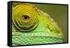 Parsons Chameleon, Madagascar-Paul Souders-Framed Stretched Canvas