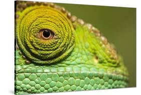 Parsons Chameleon, Madagascar-Paul Souders-Stretched Canvas