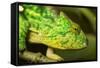 Parsons Chameleon, Madagascar-Paul Souders-Framed Stretched Canvas