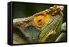 Parsons Chameleon, Madagascar-Paul Souders-Framed Stretched Canvas