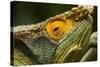 Parsons Chameleon, Madagascar-Paul Souders-Stretched Canvas