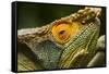 Parsons Chameleon, Madagascar-Paul Souders-Framed Stretched Canvas