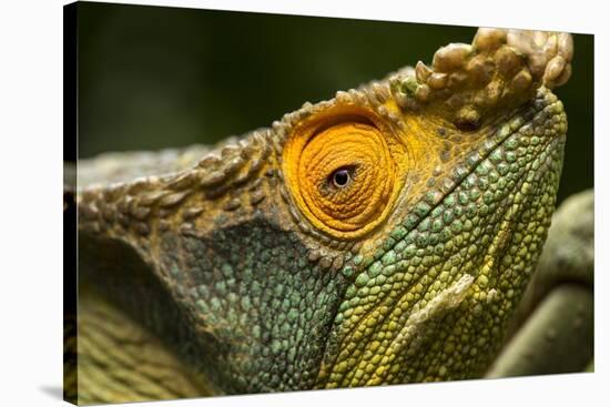 Parsons Chameleon, Madagascar-Paul Souders-Stretched Canvas