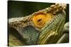 Parsons Chameleon, Madagascar-Paul Souders-Stretched Canvas