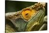 Parsons Chameleon, Madagascar-Paul Souders-Stretched Canvas