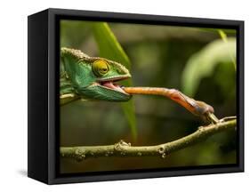 Parsons Chameleon, Madagascar-Paul Souders-Framed Stretched Canvas