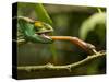 Parsons Chameleon, Madagascar-Paul Souders-Stretched Canvas