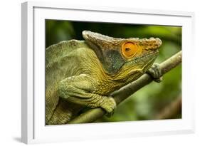 Parsons Chameleon, Madagascar-Paul Souders-Framed Photographic Print