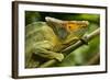 Parsons Chameleon, Madagascar-Paul Souders-Framed Photographic Print