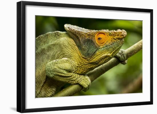 Parsons Chameleon, Madagascar-Paul Souders-Framed Photographic Print