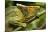 Parsons Chameleon, Madagascar-Paul Souders-Mounted Photographic Print