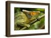 Parsons Chameleon, Madagascar-Paul Souders-Framed Photographic Print