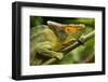 Parsons Chameleon, Madagascar-Paul Souders-Framed Photographic Print