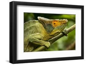 Parsons Chameleon, Madagascar-Paul Souders-Framed Photographic Print