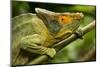 Parsons Chameleon, Madagascar-Paul Souders-Mounted Photographic Print