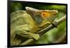 Parsons Chameleon, Madagascar-Paul Souders-Framed Photographic Print