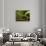 Parsons Chameleon, Madagascar-Paul Souders-Photographic Print displayed on a wall