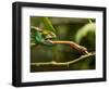 Parsons Chameleon, Madagascar-Paul Souders-Framed Photographic Print