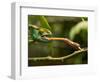 Parsons Chameleon, Madagascar-Paul Souders-Framed Photographic Print