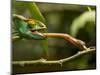 Parsons Chameleon, Madagascar-Paul Souders-Mounted Photographic Print