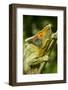 Parsons Chameleon, Madagascar-Paul Souders-Framed Photographic Print