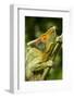 Parsons Chameleon, Madagascar-Paul Souders-Framed Photographic Print