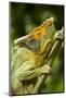 Parsons Chameleon, Madagascar-Paul Souders-Mounted Photographic Print