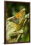 Parsons Chameleon, Madagascar-Paul Souders-Framed Photographic Print