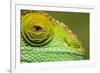 Parsons Chameleon, Madagascar-Paul Souders-Framed Photographic Print