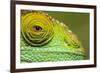 Parsons Chameleon, Madagascar-Paul Souders-Framed Photographic Print