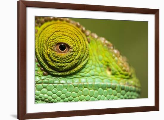 Parsons Chameleon, Madagascar-Paul Souders-Framed Photographic Print