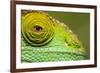 Parsons Chameleon, Madagascar-Paul Souders-Framed Photographic Print