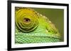 Parsons Chameleon, Madagascar-Paul Souders-Framed Photographic Print