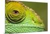 Parsons Chameleon, Madagascar-Paul Souders-Mounted Photographic Print