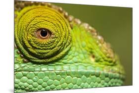 Parsons Chameleon, Madagascar-Paul Souders-Mounted Photographic Print