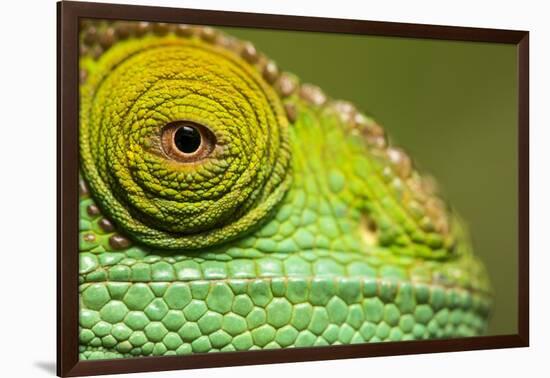 Parsons Chameleon, Madagascar-Paul Souders-Framed Photographic Print