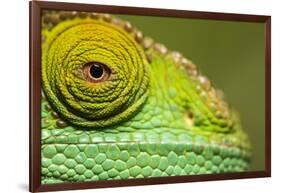 Parsons Chameleon, Madagascar-Paul Souders-Framed Photographic Print