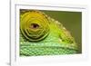 Parsons Chameleon, Madagascar-Paul Souders-Framed Photographic Print