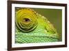 Parsons Chameleon, Madagascar-Paul Souders-Framed Photographic Print