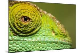 Parsons Chameleon, Madagascar-Paul Souders-Mounted Photographic Print