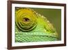 Parsons Chameleon, Madagascar-Paul Souders-Framed Photographic Print