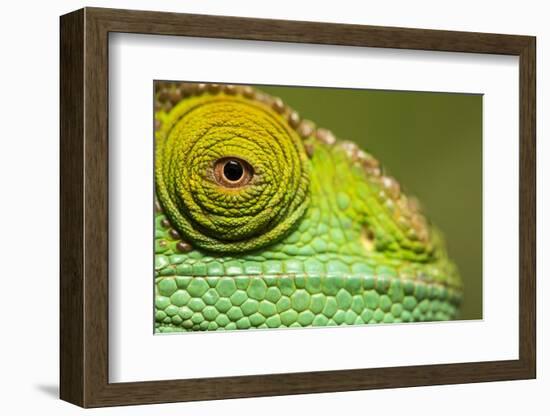 Parsons Chameleon, Madagascar-Paul Souders-Framed Photographic Print