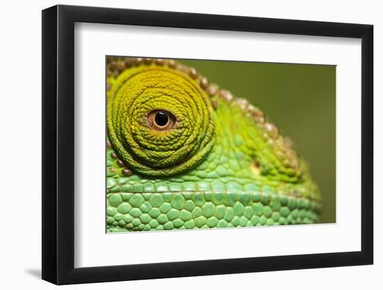 Parsons Chameleon, Madagascar-Paul Souders-Framed Photographic Print