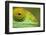 Parsons Chameleon, Madagascar-Paul Souders-Framed Photographic Print