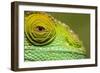 Parsons Chameleon, Madagascar-Paul Souders-Framed Photographic Print